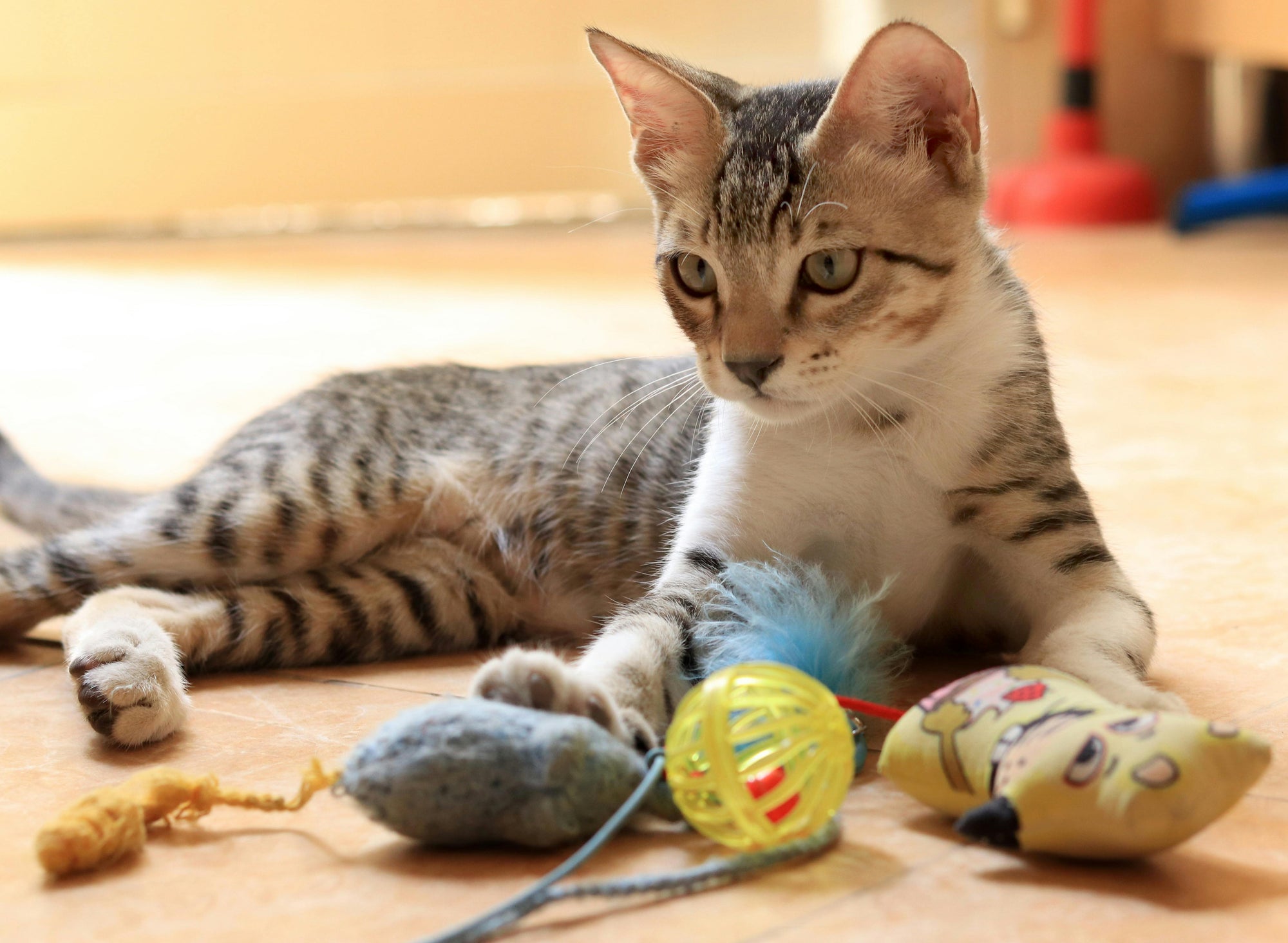 Cat Anxiety + Fitness Toys